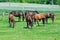 Beauty horses on green grass pasture