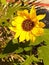 Beauty of an Imperfect Sunflower