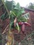 Beauty  of  Indian Banana tree with fruit.....