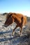 Beauty of the Isle, Wild Horses of Assateague Island