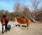 Beauty of the Isle, Wild Horses of Assateague Island