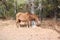 Beauty of the Isle, Wild Horses of Assateague Island