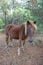 Beauty of the Isle, Wild Horses of Assateague Island