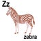 The beauty of the jungle striped zebra, a wonderful representative of African animals, ABC children`s banner. Postcards, a poster