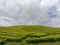 The beauty of the Kayuaro tea plantation