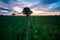 Beauty landscape and colorful sky at tuban rice field