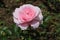 The beauty of a light pink Floribunda Rose with the name \\\'Roselina\\\'