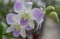 Beauty light violet dendrobium orchid flower.