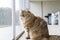 Beauty livestock cat at the window, curious pet