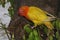 The beauty of a love bird lutino type with bright orange and yellow feather color.