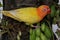 The beauty of a love bird lutino type with bright orange and yellow feather color.