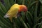 The beauty of a love bird lutino type with bright orange and yellow feather color.