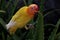 The beauty of a love bird lutino type with bright orange and yellow feather color.