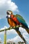 The beauty of macaws