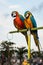 The beauty of macaws