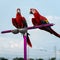 The beauty of macaws