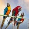 The beauty of macaws