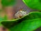 the beauty of macro photography of jumping spider Phidippus Audax regius perched on the branches of plants