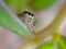 the beauty of macro photography of jumping spider Phidippus Audax regius perched on the branches of plants