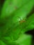 the beauty of macro photography of jumping spider Phidippus Audax regius perched on the branches of plants