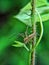 the beauty of macro photography of jumping spider Phidippus Audax regius perched on the branches of plants