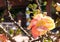 beauty macro pollen pink bouquet cannonball flower blooming and buds hanging on branch big tree. fresh tropical flora growing in
