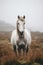 Beauty mammal equestrian farm white outdoors nature animal horses mane stallion equine