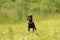 Beauty Manchester Terrier dog stands in a green meadow in front of green background an is looking in camera