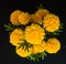 Beauty marigold.