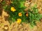 The beauty of the marigold kenikir Flowers above land brown