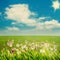 Beauty meadow with flowers and green grass