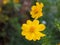 the beauty of melampodium flowers