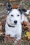 Beauty mixed breed white dog lying amongst autumn leaves