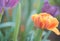 Beauty Monte Orange tulip in natural garden in foreground and other tulips in unfocused background