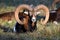 Beauty of Mouflon Male Lying in Grass Winter Ovis Aries Musimon