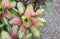 Beauty multicolored bromeliad.