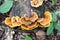 Beauty mushroom on dead tree