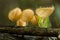 Beauty Mushroom in forest