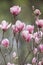 Beauty, natural, beautiful, season, nature, magnolia flower, magnolia, flowers, spring, bloom, pollen, ancient, tree, petals, bl