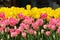 Beauty natural freshness yellow and pink tulip flower field land background.