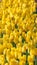 Beauty natural freshness yellow tulip flower field land background.