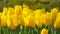 Beauty natural freshness yellow tulip flower field land background.