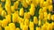 Beauty natural freshness yellow tulip flower field land background.