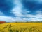 Beauty in nature, amazing blooming canola rapeseed plantation with horizon in background