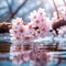 The beauty nature of Cherry Blossoms crisp radiant reflections