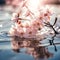 The beauty nature of Cherry Blossoms drop on the water