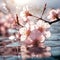 The beauty nature of Cherry Blossoms drop on the water