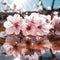 The beauty nature of Cherry Blossoms sparkling reflection with the sun and water