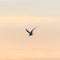 Beauty in nature, a Common Tern in graceful flight by sunset