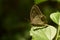 Beauty in nature .dark branded bushbrown  mycalesis mineus butterfly sitting on leaf